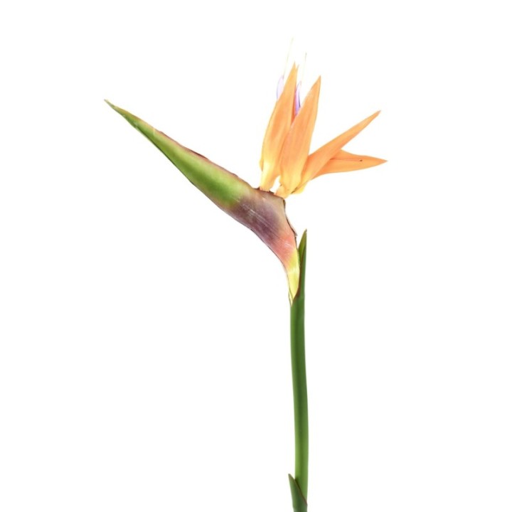 Künstliche Strelitzia, orange, ca. 80cm hoch
