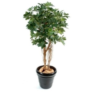 Künstlicher Schefflera-Baum, ca. 150cm hoch, grün