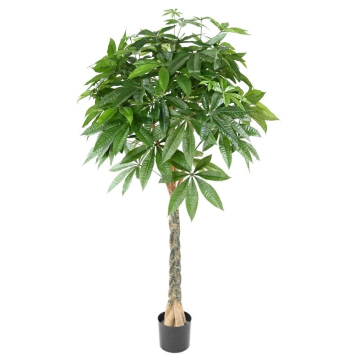 Künstlicher Pachira, ca. 180cm hoch, grün