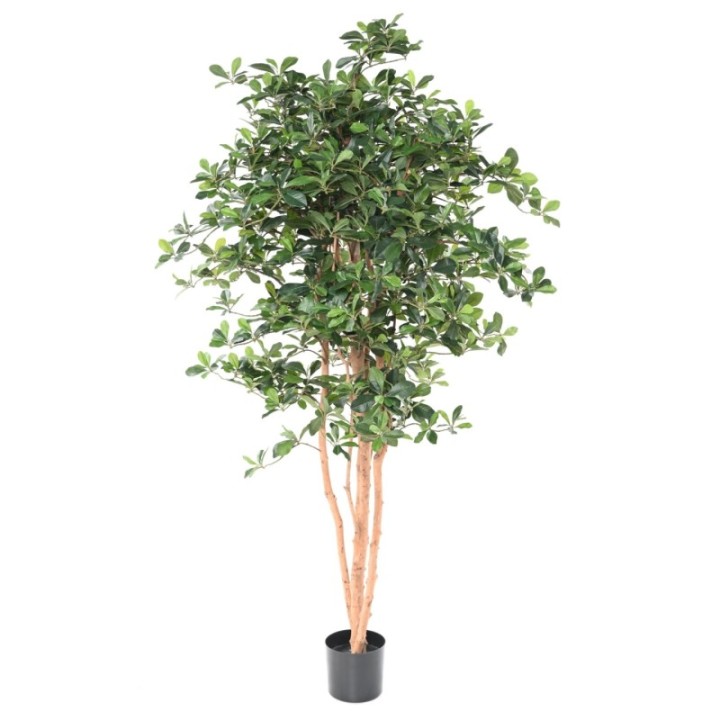 Künstlicher Ficus Black Olive, ca. 178cm hoch, grün