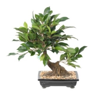 Künstlicher Bonsai Ficus, ca. 38cm hoch, grün