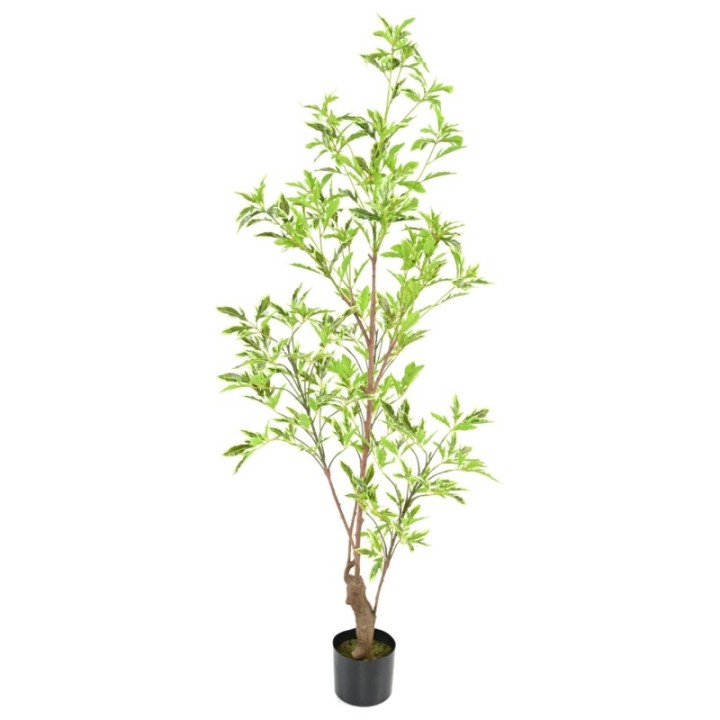 Künstlicher Aralia Plerandra, ca. 145cm hoch, grün