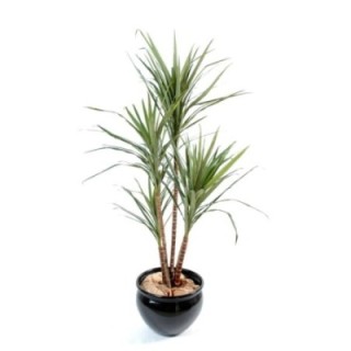 Künstliche Dracaena Marginata, ca. 160cm hoch, grün und rot