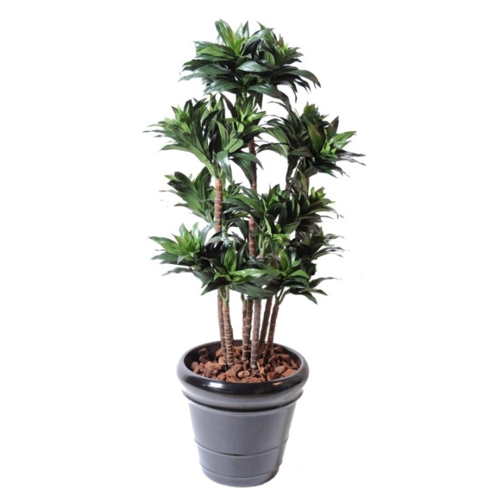 Künstliche Dracaena Fragans Compacta, ca. 120cm hoch, grün