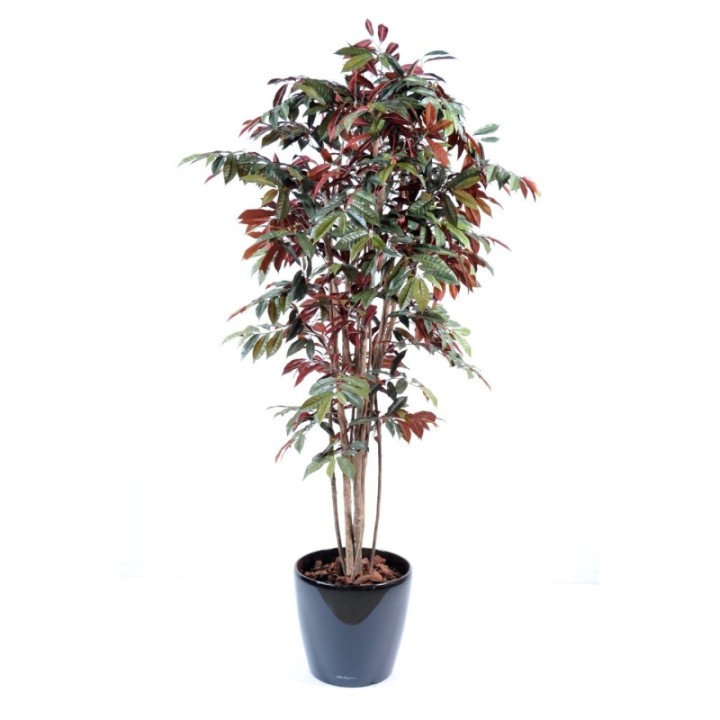 Künstliche Capensia, ca. 170cm hoch, grün-rot