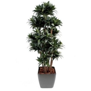 Künstliche Dracaena Fragans Compacta, ca. 140cm hoch, grün