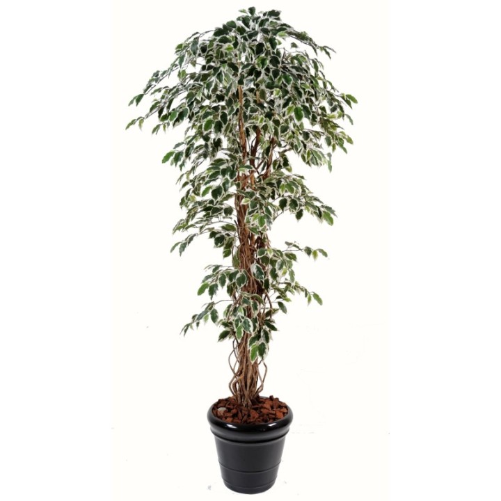 Künstlicher Ficus, ca. 180cm hoch, grün