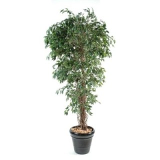 Künstlicher Ficus, ca. 180cm hoch, grün