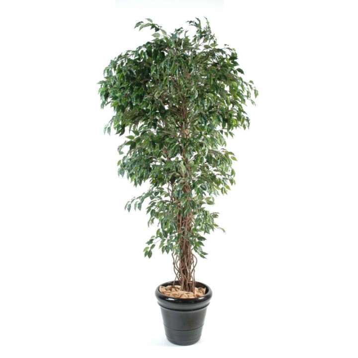 Künstlicher Ficus, ca. 180cm hoch, grün