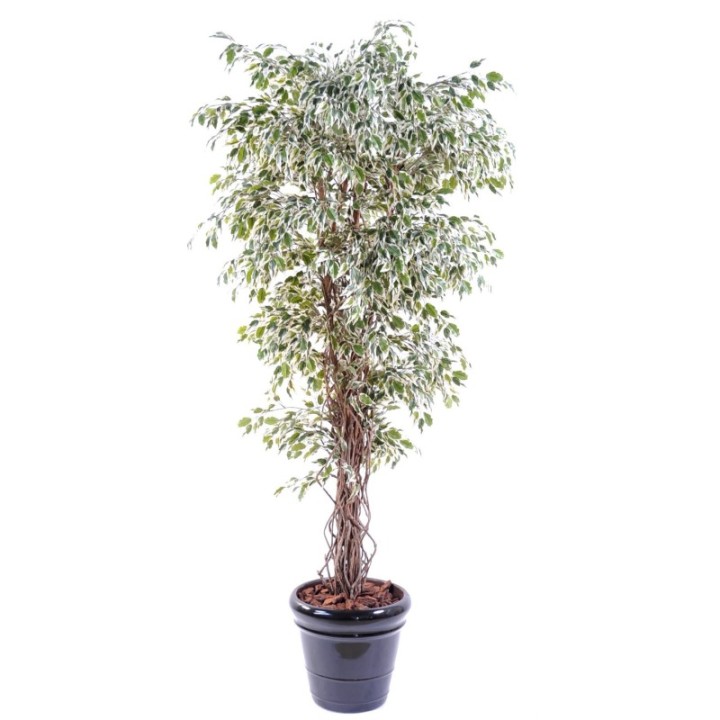 Künstlicher Ficus, ca. 150cm hoch, grün