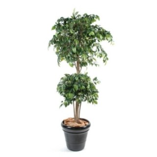 Künstlicher Ficus Double Ball, ca. 180cm hoch, grün