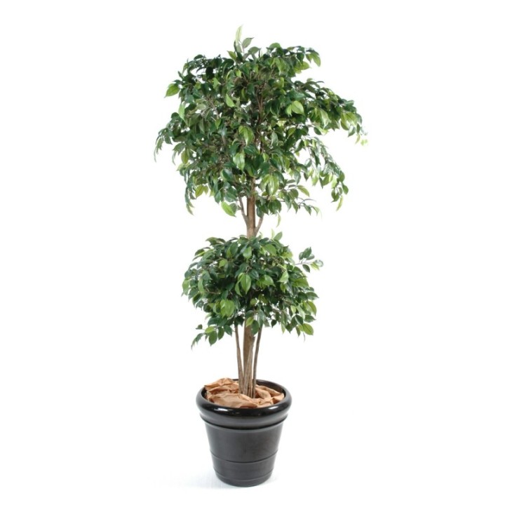 Künstlicher Ficus Double Ball, ca. 180cm hoch, grün