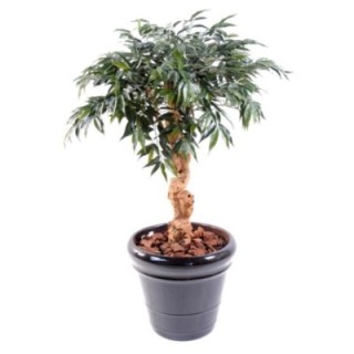 Künstlicher Shirakashi Umbrella, ca. 95cm hoch, grün