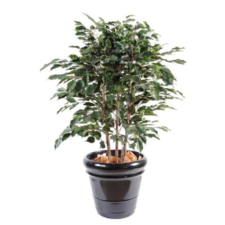Künstlicher Ficus Exotica, ca. 110cm hoch, grün