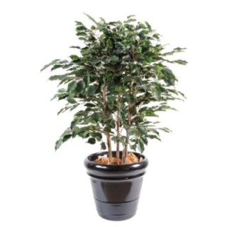 Künstlicher Ficus Exotica, ca. 80cm hoch, grün