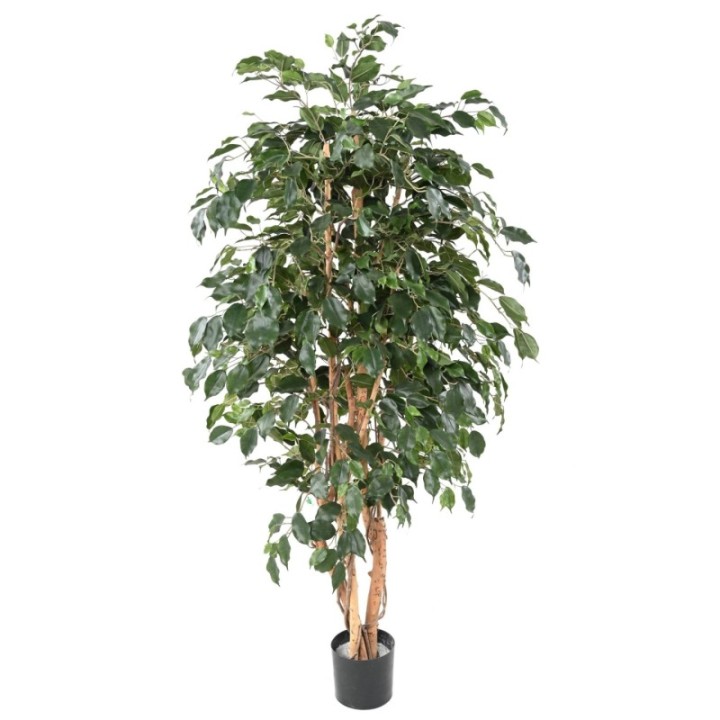 Künstlicher Ficus Exotica, ca. 210cm hoch, grün