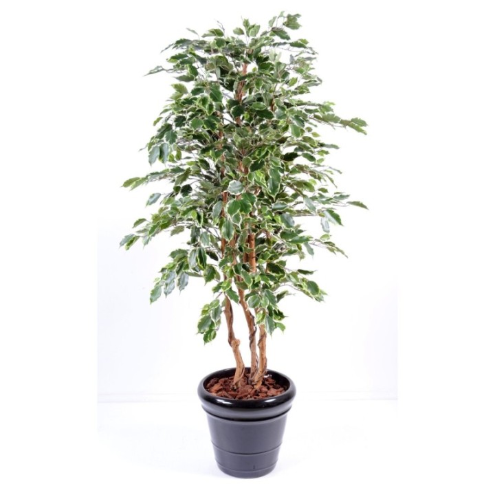 Künstlicher Ficus Exotica, ca. 180cm hoch, mehrfarbig