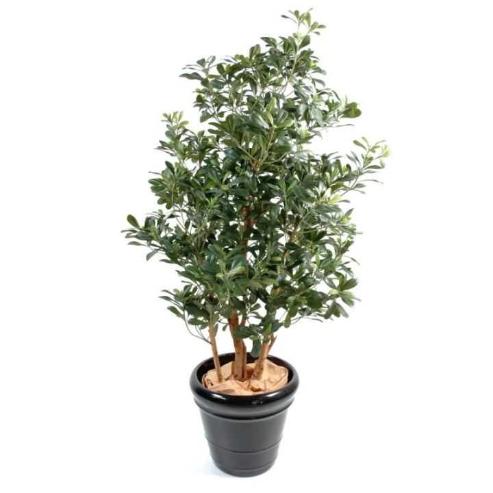 Künstlicher Pittosporum, ca. 150cm hoch, grün
