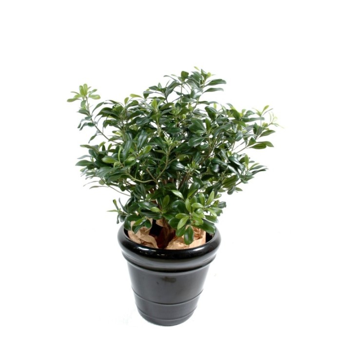 Künstlicher Pittosporum-Busch, ca. 80cm hoch, grün