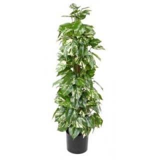 Künstlicher Pothos, ca. 100cm hoch, leuchtend grün