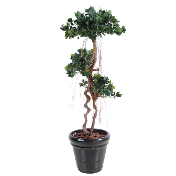 Künstlicher Ficus Panda, ca. 170cm hoch, grün
