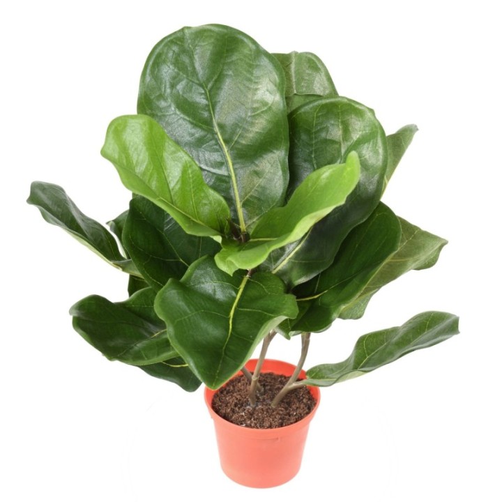 Künstlicher Ficus Lyrata, ca. 44cm hoch, grün