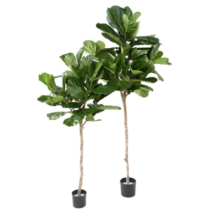 Künstlicher Ficus Lyrata, ca. 175cm hoch, grün