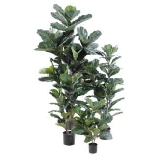 Künstlicher Ficus Lyrata, ca. 90cm hoch, grün
