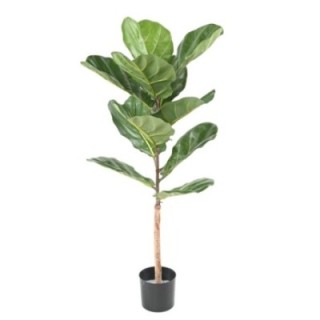 Künstlicher Ficus Lyrata, ca. 100cm hoch, grün