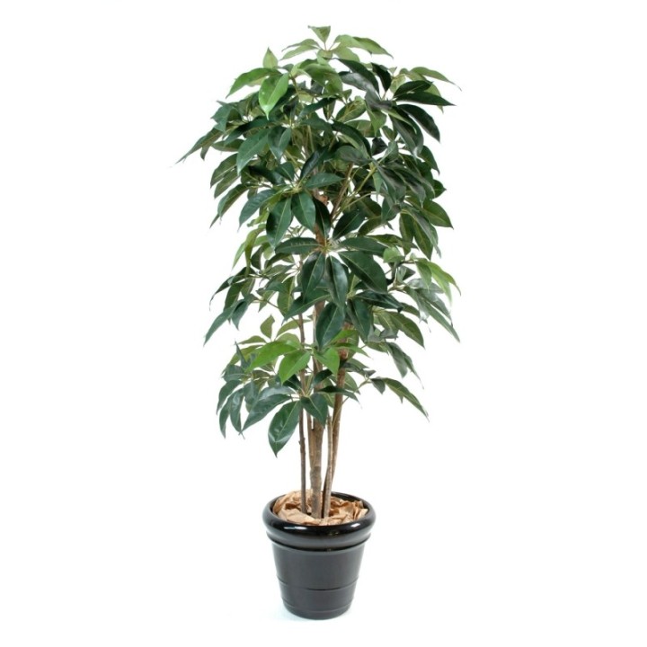Künstliche Schefflera, ca. 180cm hoch, grün