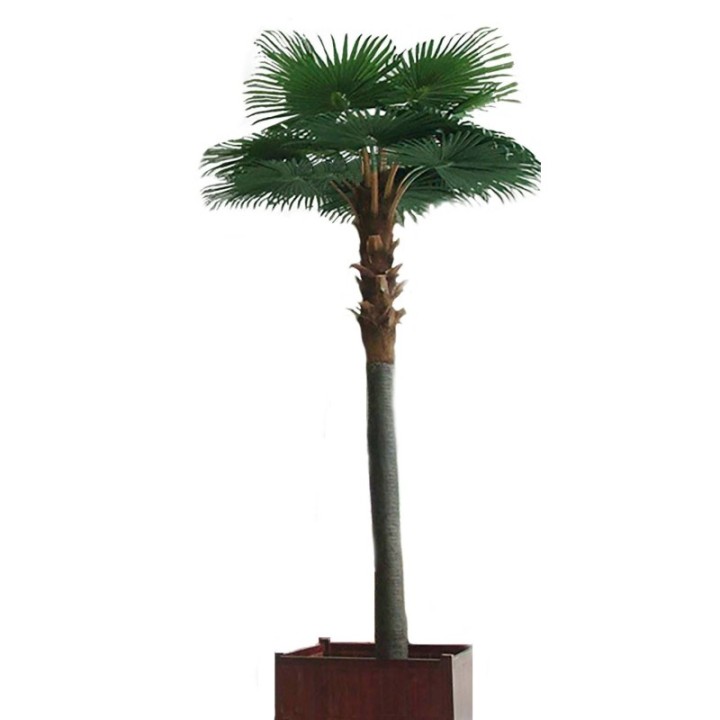 Künstlicher Kamerun-Palmenbaum, ca. 500cm, grün