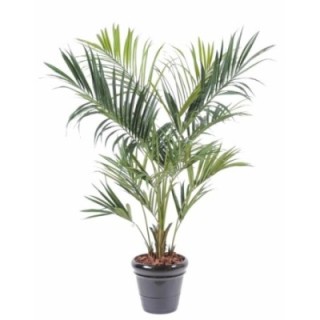 Künstliche Kentia-Palme, ca. 220cm, grün