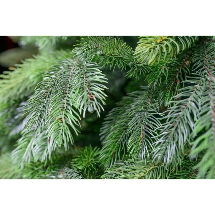 Nevada Premium-Kiefer PE/PVC, ca. 120cm