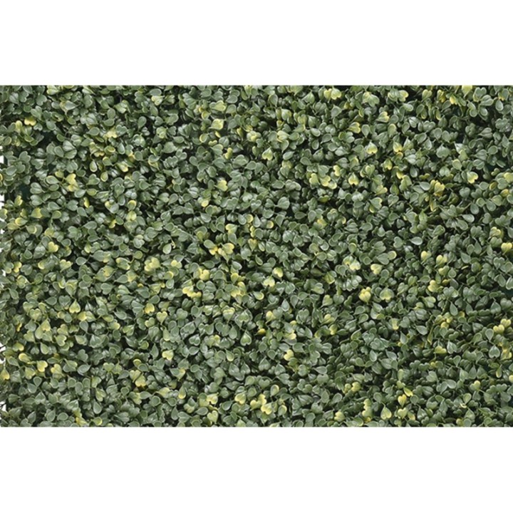 Buchsbaum Emma – Klassisch & Kompakt