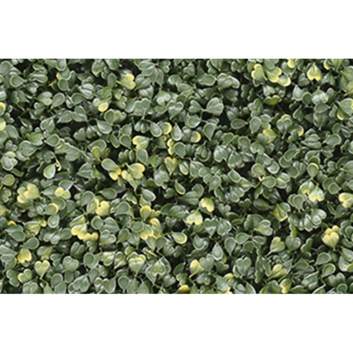 Buchsbaum Emma – Klassisch & Kompakt