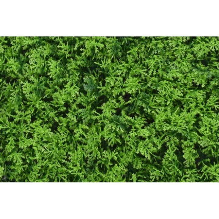 Charlotte Zypresse - 100x100cm