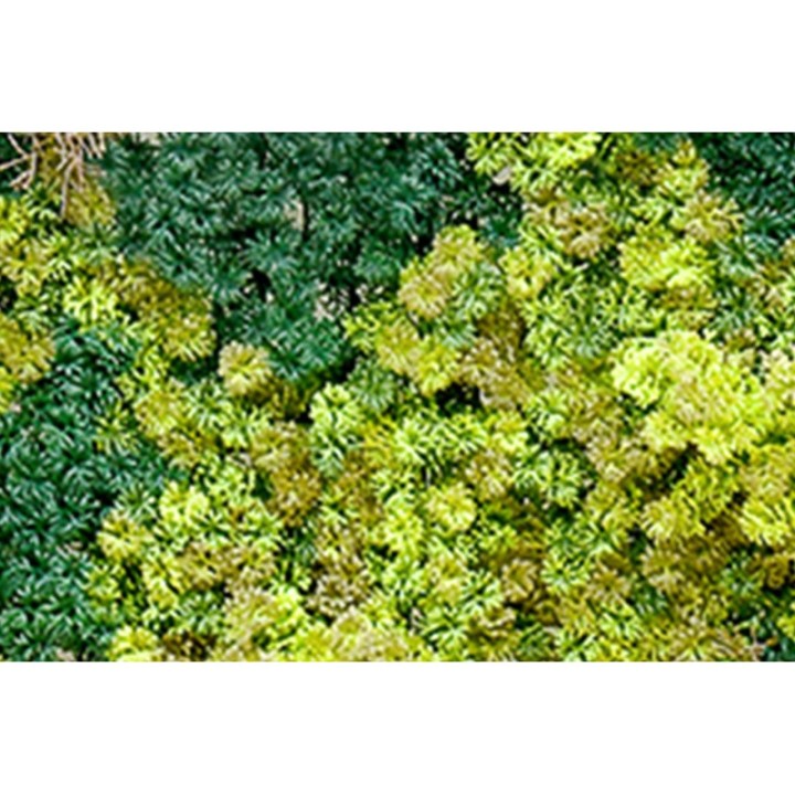 Abbey Moos - 100x100cm