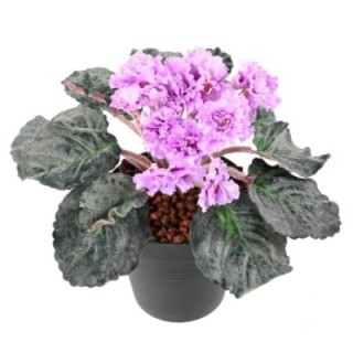 Künstliches Usambaraveilchen, ca 30cm, violett