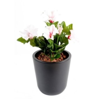 Künstliche Petunie, ca 25cm, Weiss-Rosa