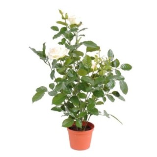 Künstliche weisse Königrose, ca 60cm, grün