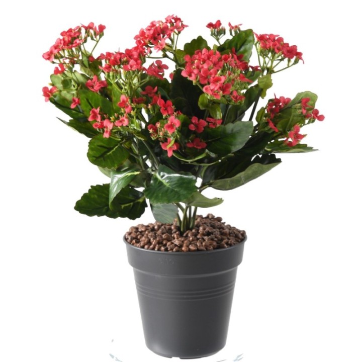 Künstliche Kalanchoe, 25cm, rot