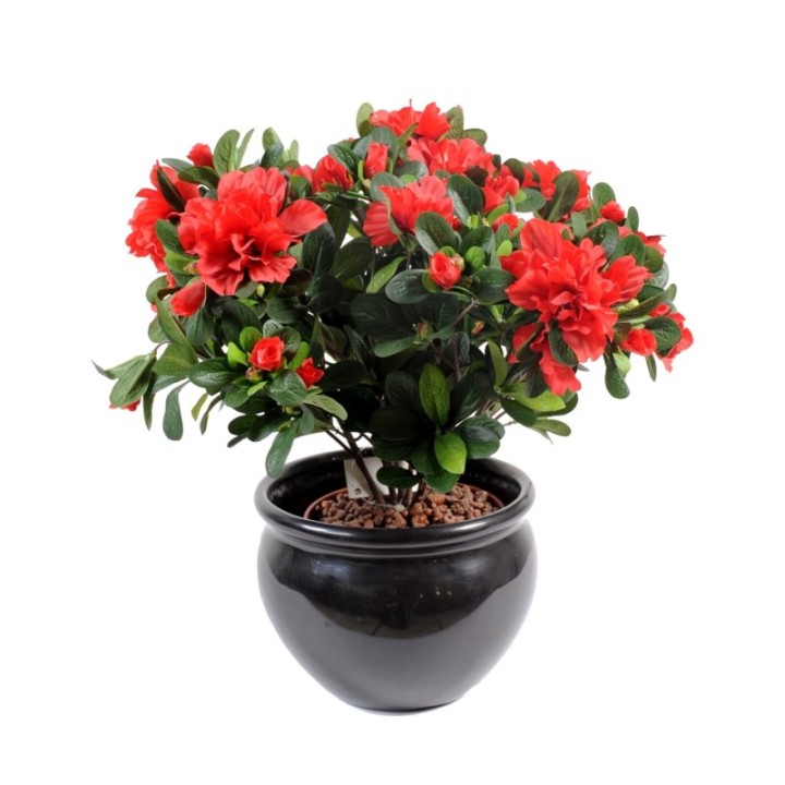 Künstliche Azalee, 35cm, rot-schwarz