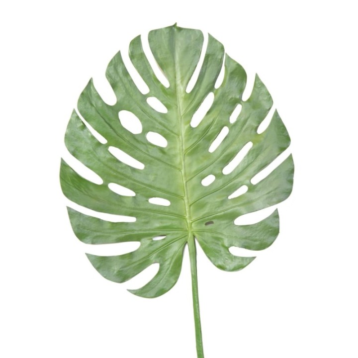 Künstlicher Monstera Blattzweig, ca 120cm, grün