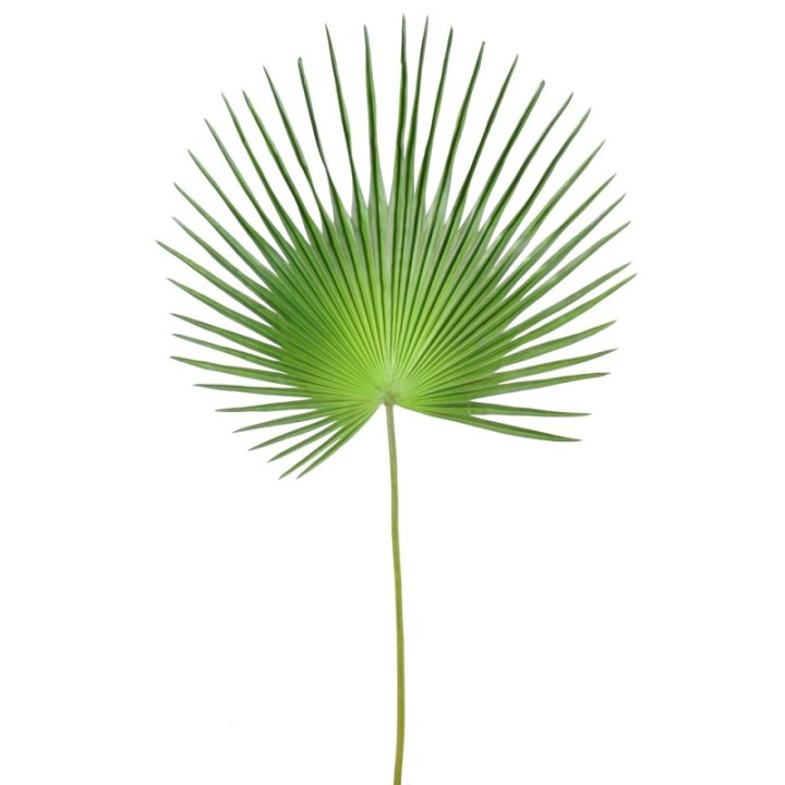 Künstlicher Fächer-Palmblatt Palmzweig, ca 150cm, grün