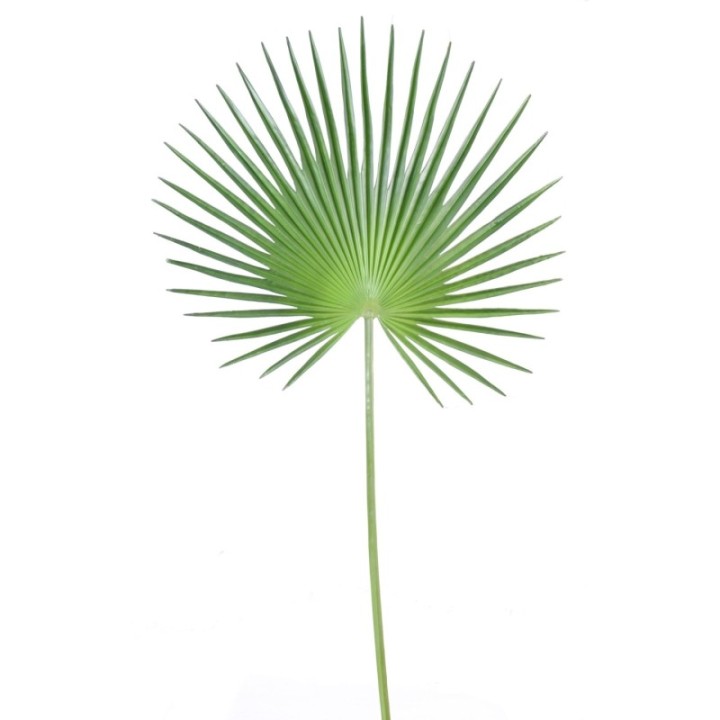 Künstlicher Fächer-Palmblatt Palmzweig, ca 120cm, grün