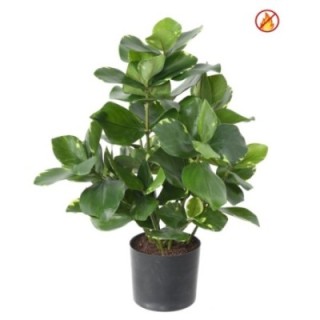 Künstliche Clusia, 45cm, Schwer entflammbar B1/RF2