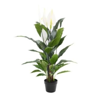 Elegante Spathiphyllum (Friedenslilie) 90cm hoch
