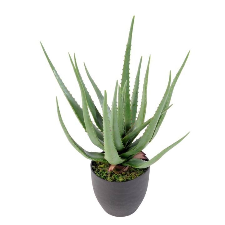 Künstliche Aloe Vera, ca. 60cm hoch, pflegeleicht