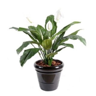 Künstlicher Spathiphyllum: Pflegeleichte Eleganz für Ihr Zuhause