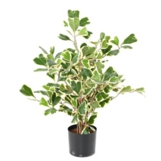 Künstlicher Ficus Triangularis, 50cm hoch, grün